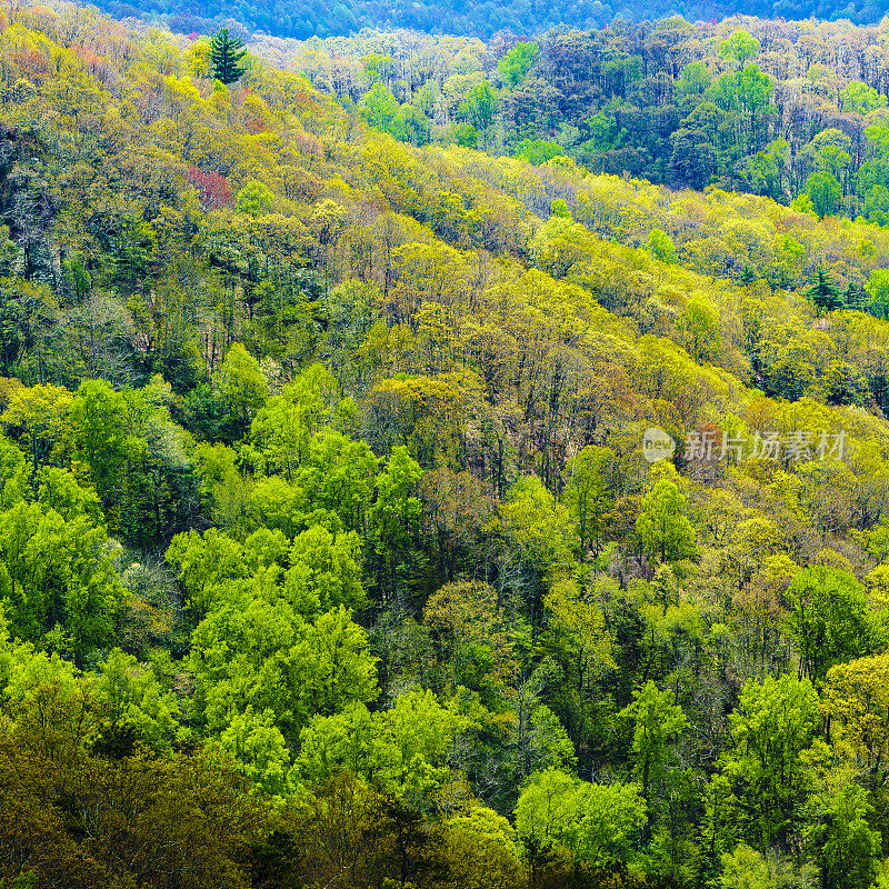 从Cherohala Skyway，田纳西州大烟山的风景